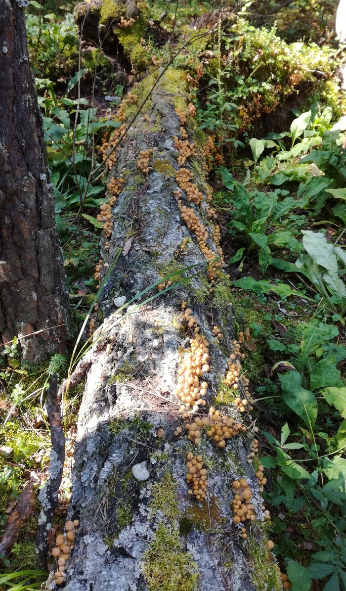 forest wonders - My, Longpost, Forest, Relaxation, Honey mushrooms, Mushrooms