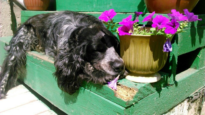 Just my dog. Alf - Russian spaniel, My, Eared, Dog