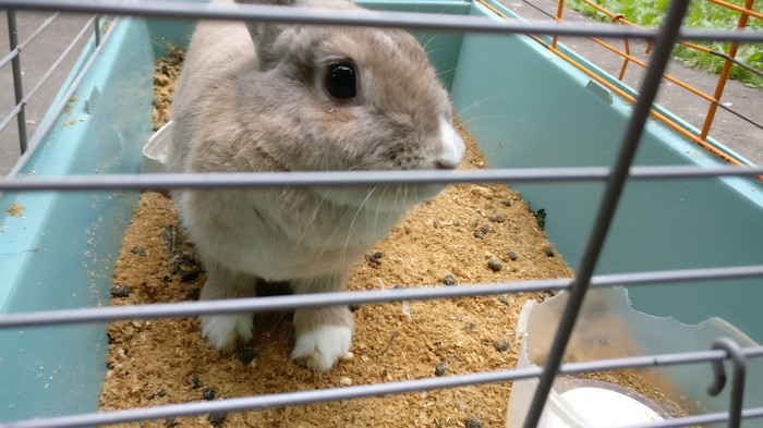 Abandoned pet rabbit found. - My, Rabbit, Pet, Thrown away, Need a house, In good hands, Longpost, Pets