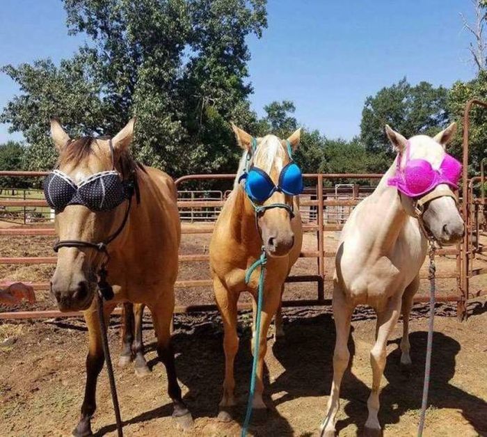 What for? - Horses, Bra