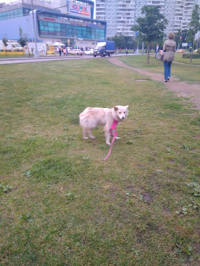 Lost dog - My, Lost, Dog, Helping animals, Help, Found a dog, Moscow, Butovo, South Butovo, Longpost