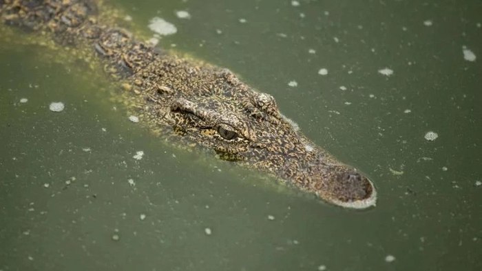 Crocodile blood - a cure for HIV?! - My, Crocodile, Blood, Hiv, Medications, Longpost, Crocodiles