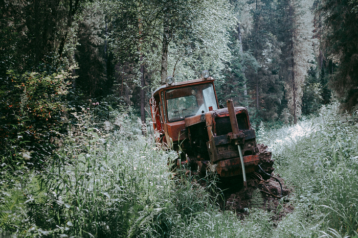 forest element - My, My, Element, The nature of Russia, Longpost