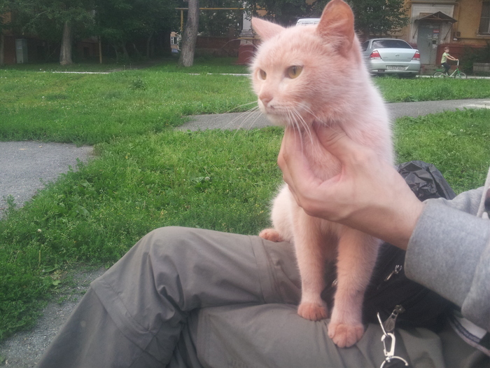 Pink cat. - Catomafia, My, cat, 