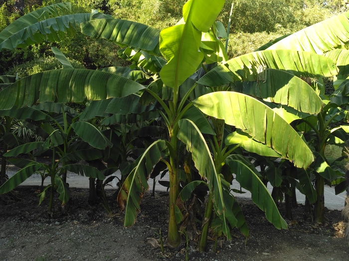 This is the palm tree on which bananas grow. - Banana, My, Crimea, Nature, Tree