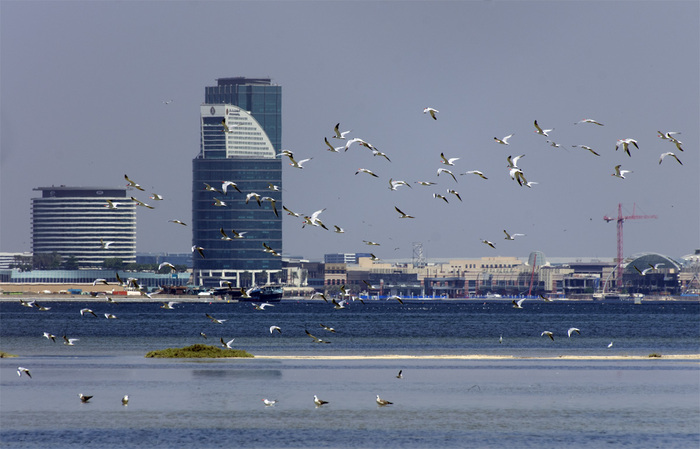 Ras Al Khor Nature Reserve - Dubai, Pentax, Reserve, My, Travels, The photo, Longpost, Reserves and sanctuaries, Bird watching, 