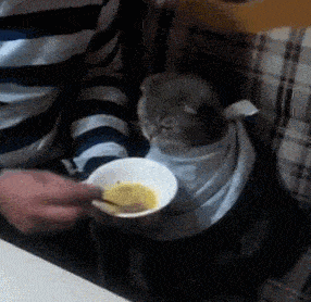 A spoon for mom - cat, GIF, Food