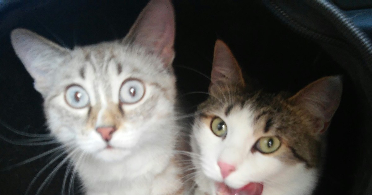 Коты опг