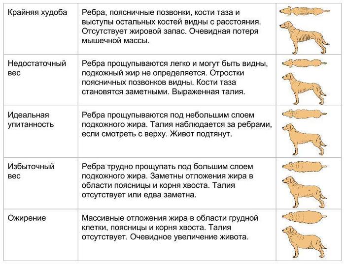 Corgis on Fridays, part of the translation, veterinary, or is it possible to feed corgis from the belly? - Corgi, Dog, Veterinary, Longpost