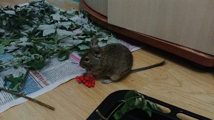 Found a mountain ash on a walk - My, Degu, , Pets, Animals, Rodents, Milota