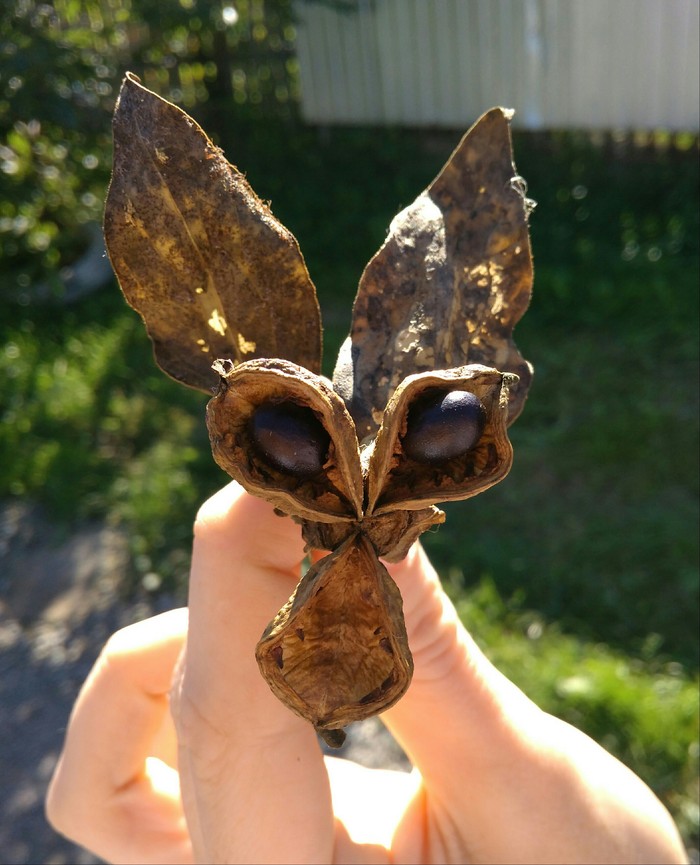 Вот такой чудик