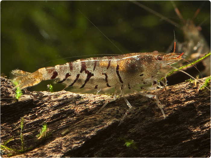  .   Caridina cf. cantonensis.  1 , , ,  , , ,  , , 