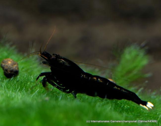 Aquarium stories. - My, , Aquarium shrimp, Aquarium, Aquarium, Shrimps, Longpost