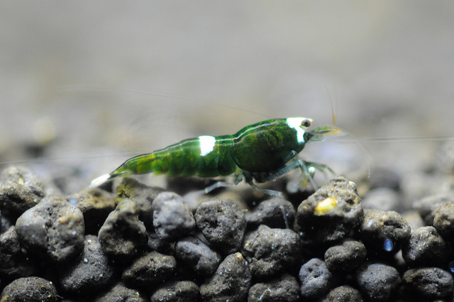 Aquarium stories. - My, , Aquarium shrimp, Aquarium, Aquarium, Shrimps, Longpost