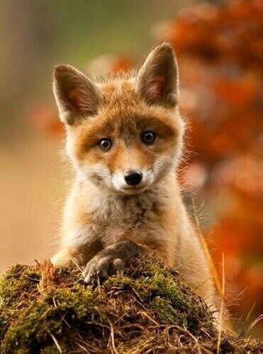 Red-haired beauty - foxes, Animals, Fox, Redheads