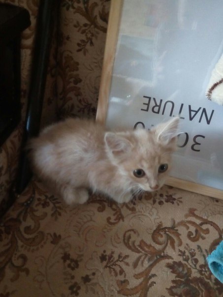 Kitten is looking for a host, Yaroslavl - cat, In good hands, Yaroslavl, I'll give it to good hands, Longpost