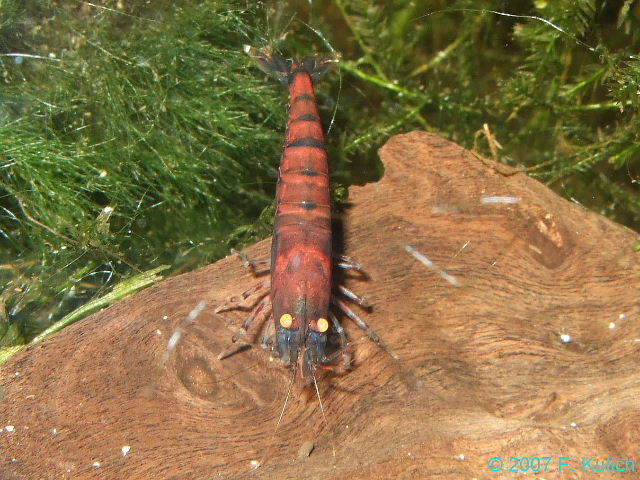 Aquarium stories. - My, , Aquarium, Aquarium, Aquarium shrimp, Shrimps, Longpost