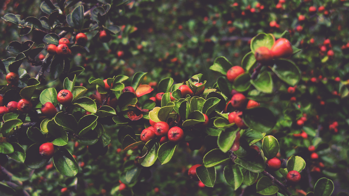 Get out the scarf soon - My, The photo, Photographer, Nature, Berries, Spleen, 