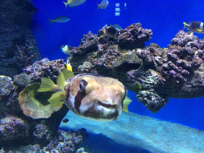 Extremely happy hedgehog fish - My, Moskvarium, A fish, Smile, 