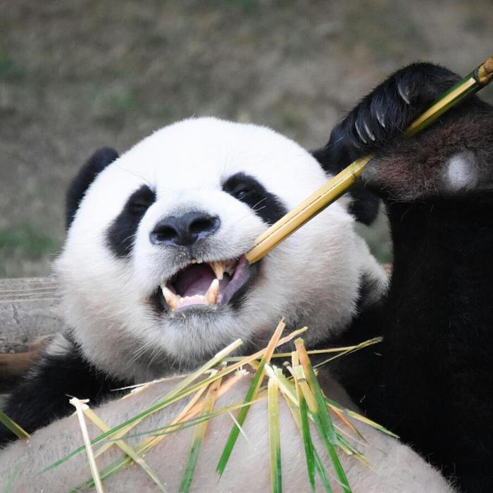 Зубочистика