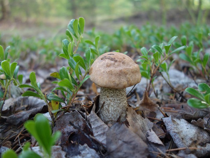 Mushroom - Forest, Mushrooms