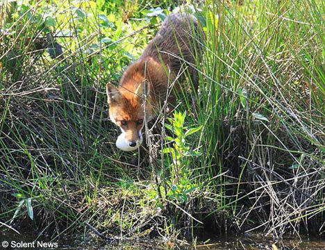 The most delicious fox sandwich recipe ever! - Fox, Fyr, A sandwich, Longpost