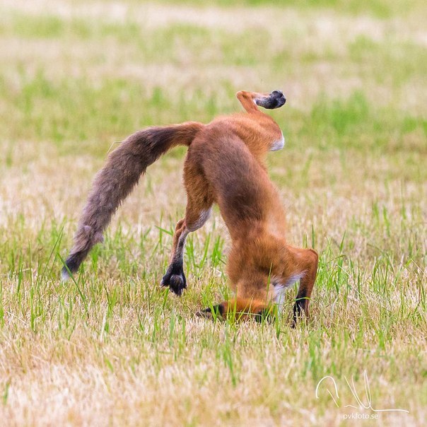 Fox is an acrobat! - Fox, Fyr, Hunting