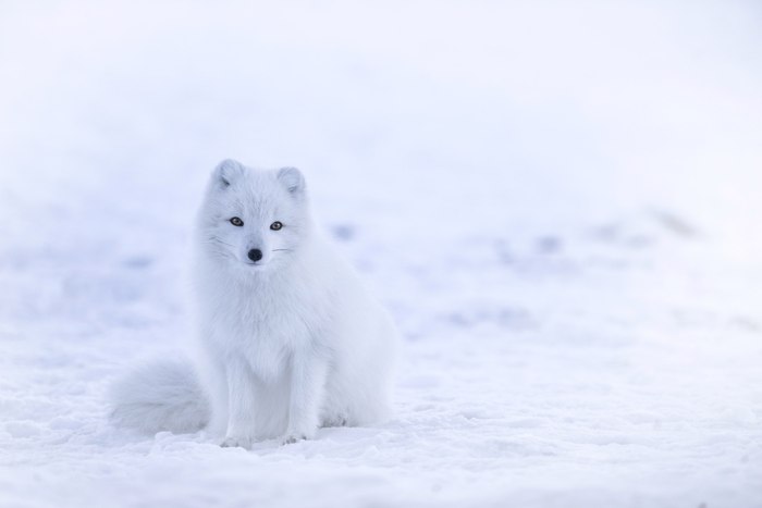 Fluffy fox ^.^ - Fox, Fyr, The winter is coming, Animals, Milota