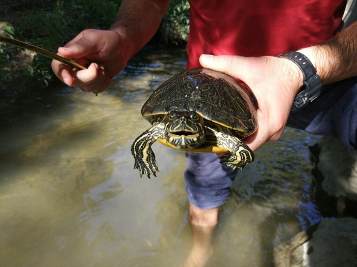 What is your fishing to us - Simferopol, Turtle, Fishing, My, Crimea, Longpost, Video, Salgir