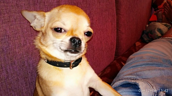 Suspicious creature - My, Dog, Chihuahua