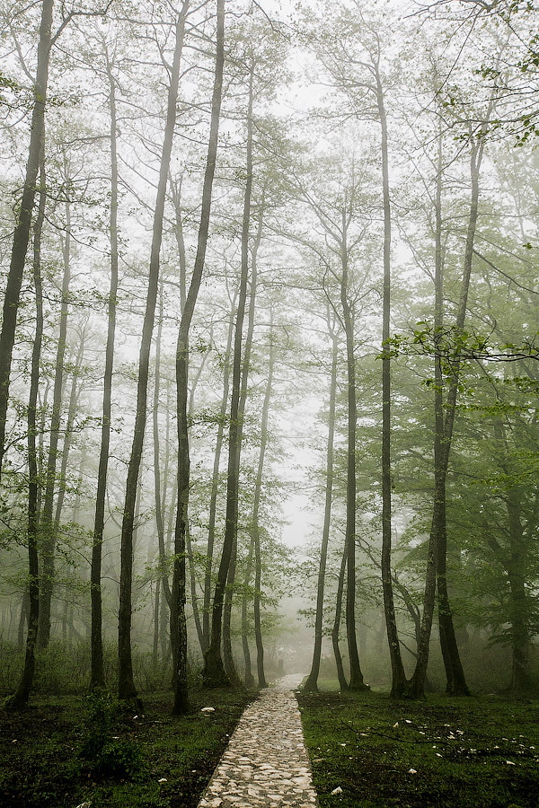 In the forests of Georgia - Georgia, Forest, Path