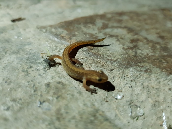 Help determine what kind of lizard and where it comes from in M.O. And how does she winter? - My, Jumping lizard, Dacha