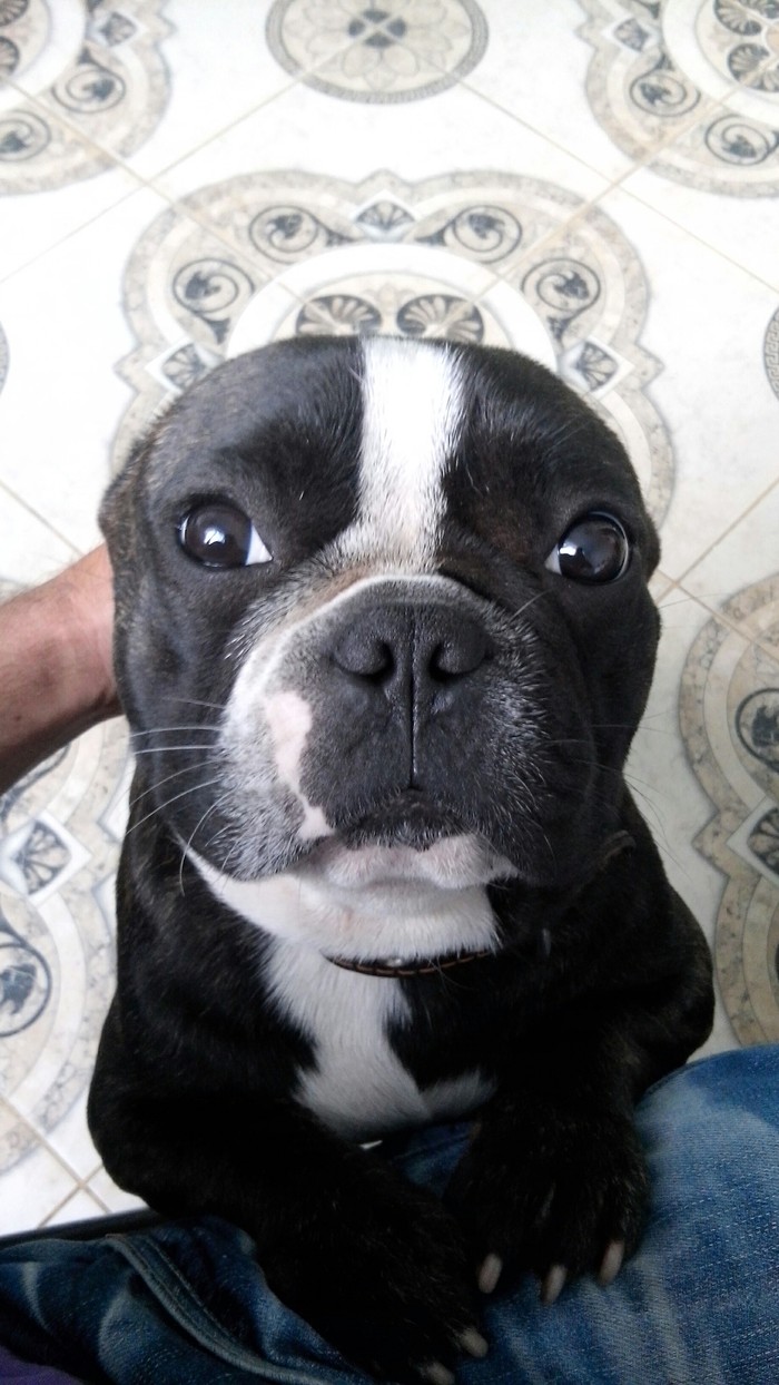 A look. Just a look. - Dog, Milota, French Bulldog, My