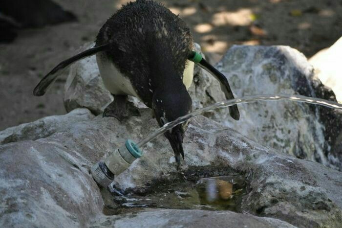 Penguins - Interesting, Penguins