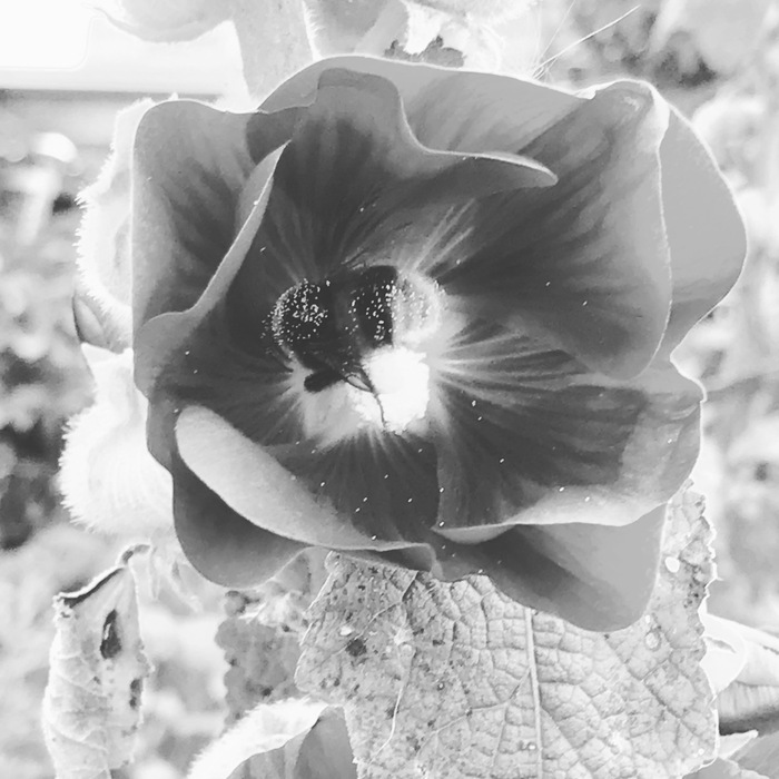 Black and white flowers - My, Blackandwhite, Flowers, Longpost