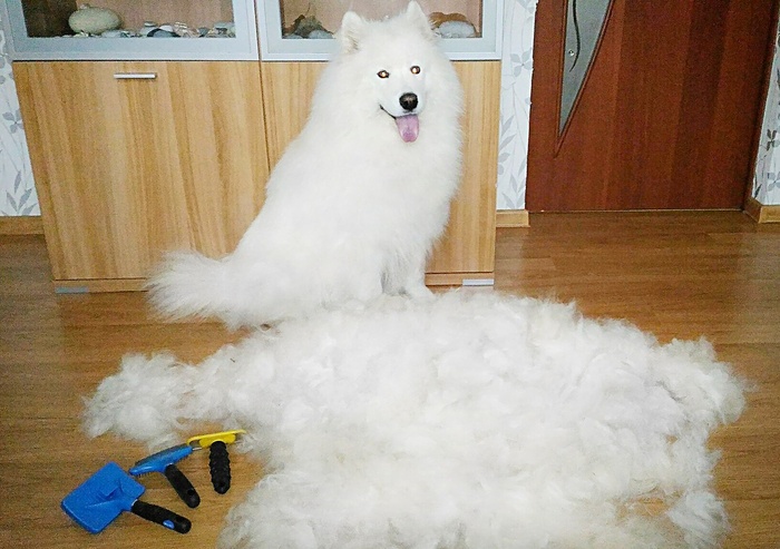 Still want to own a Samoyed? - , Samoyed, My, Scratching, Dog