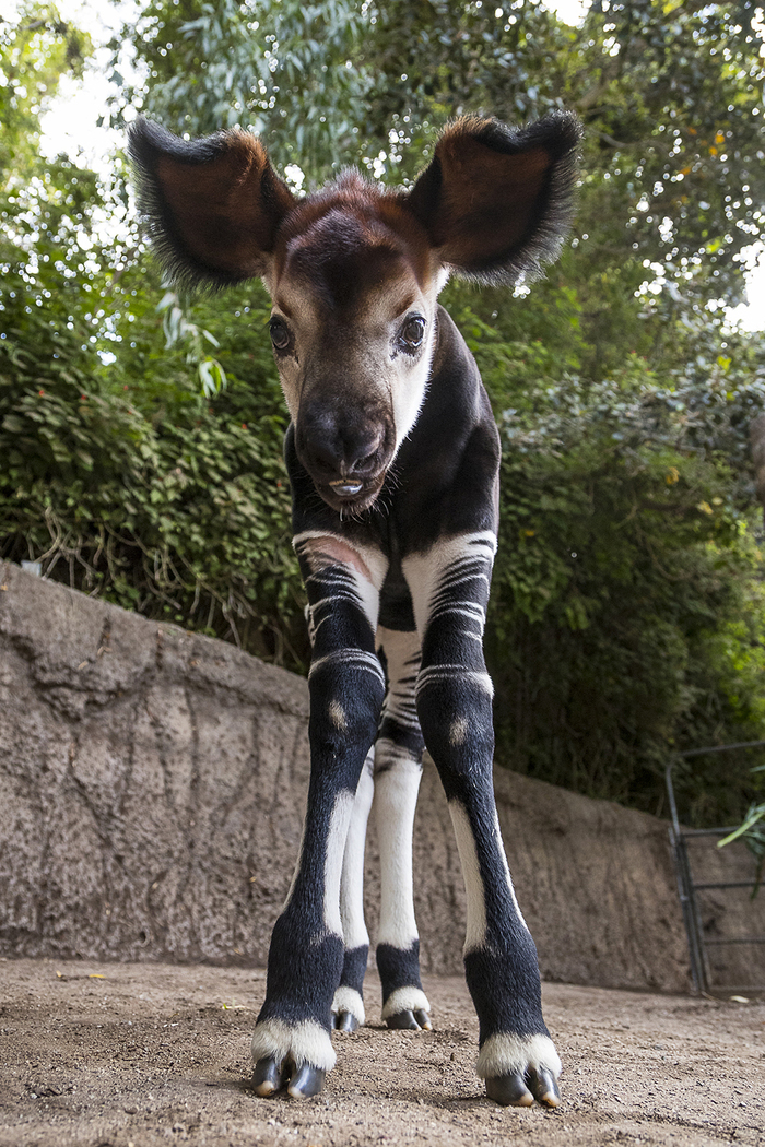 This okapi reminds me of a cross between an elk, a kangaroo, a zebra and a koala. - Okapi, Animals, Miracle, Congo