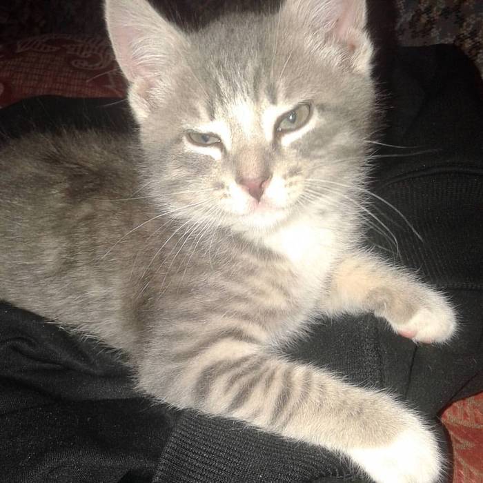 А вот мое чудо. Кот, Моё