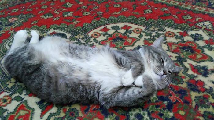 А вот мое чудо. Кот, Моё