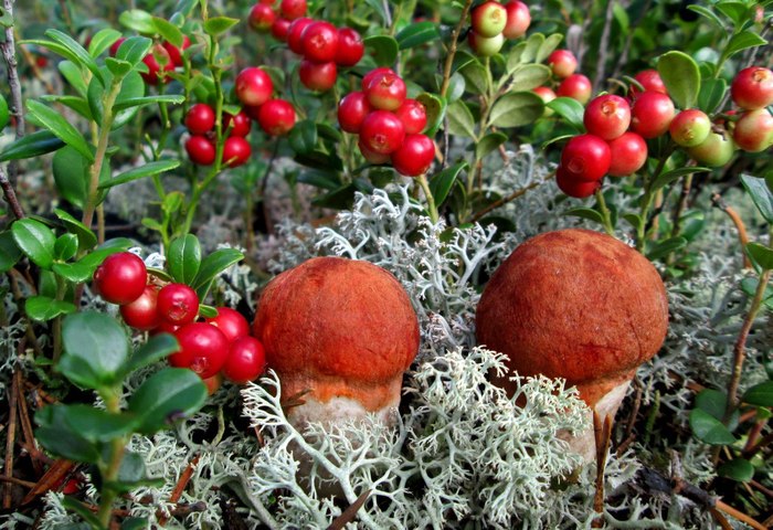 Mushrooms, cranberries - Mushrooms, Cowberry