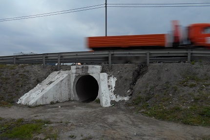 Underground pedestrian crossing (early autumn) - My, The photo, Nichosi, Moscow region, Road, Pipe, A pedestrian, Comfort, Crosswalk, Longpost