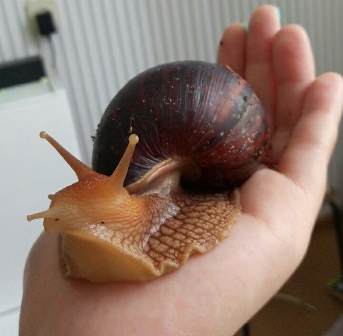 I'll give you snails! - Snail, Odessa, Is free, In good hands, Achatina, , My