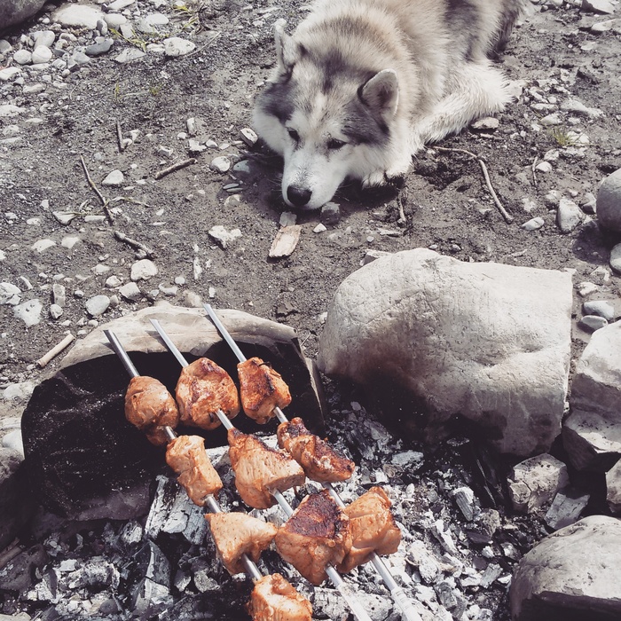 Turn the meat over, otherwise I have paws ^-^ - My, Siberian Husky, Husky, Dog, Paws, Camping, River, Shashlik