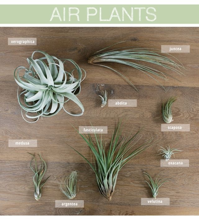 Air plants. - , House, Interior, Design, Longpost