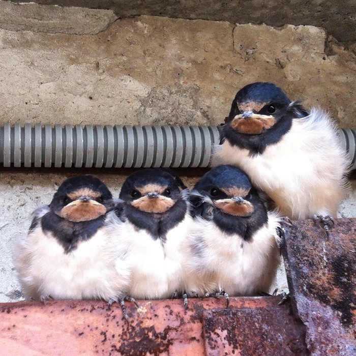 The swallows have grown. - My, wildlife, Martin