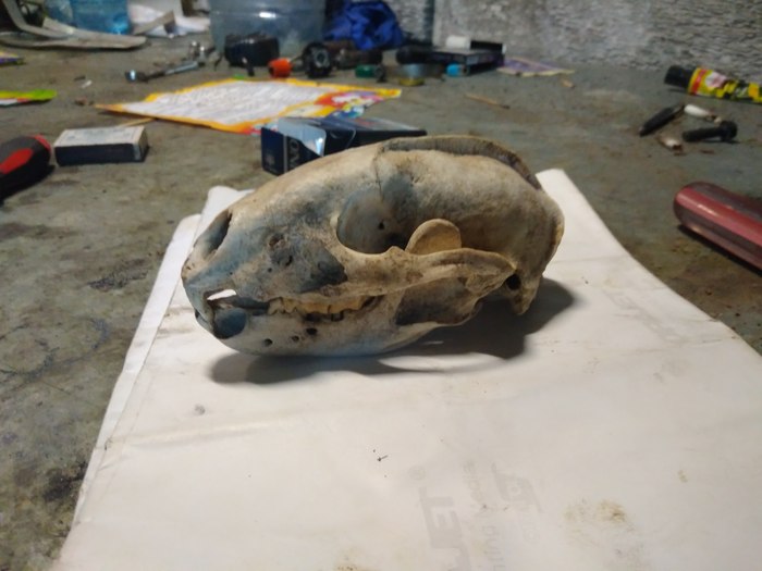 Guess who owns this skull - My, Scull, Identification, Video, Longpost