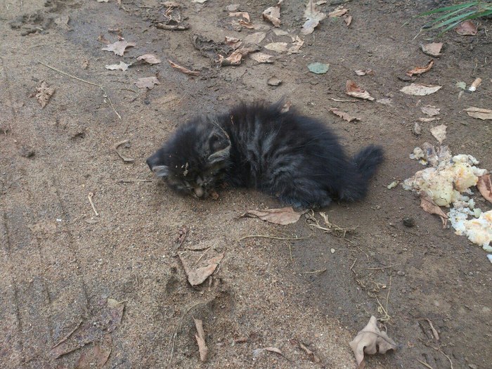 My cat, before and after. - My, It Was-It Was, cat, Share this, Birthday, Longpost