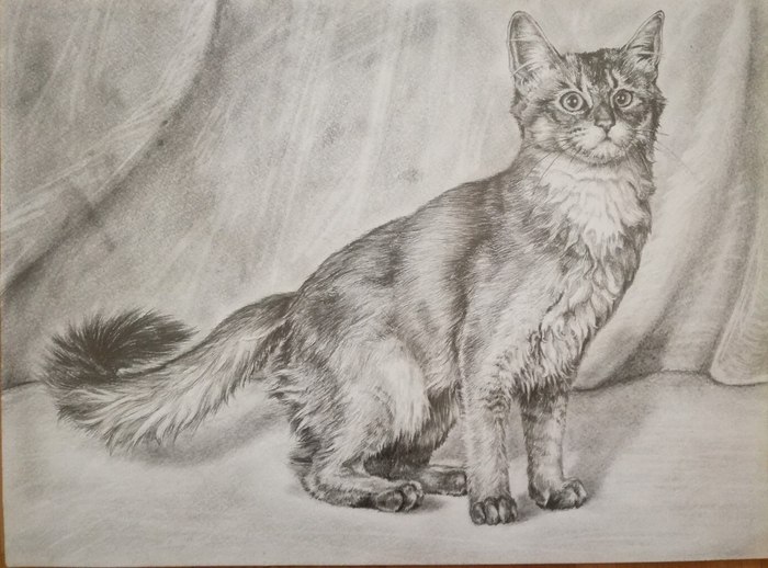 Cat - My, Pets, cat, Pencil drawing