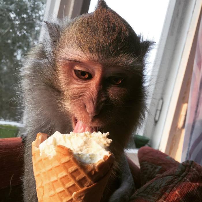 Autumn mood. - My, Autumn, Monkey, Javanese macaque, Ice cream