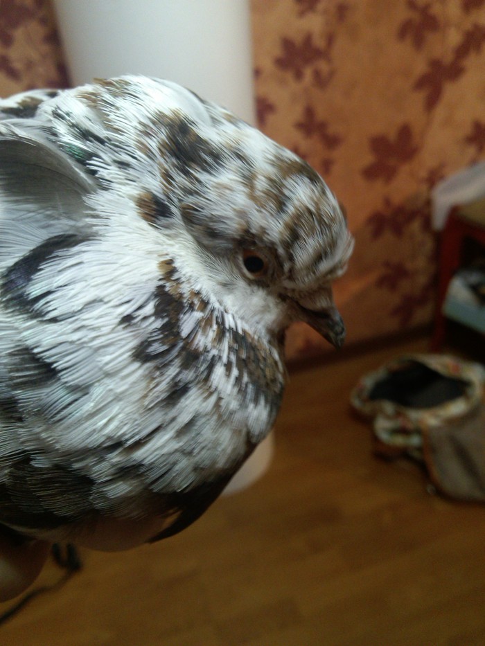 Peekaboo, need help with the bird. - My, Birds, Help, Saratov, Pigeon, Ornithology League, Longpost